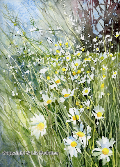 Oxoye Daisies On A Windy Summers Day