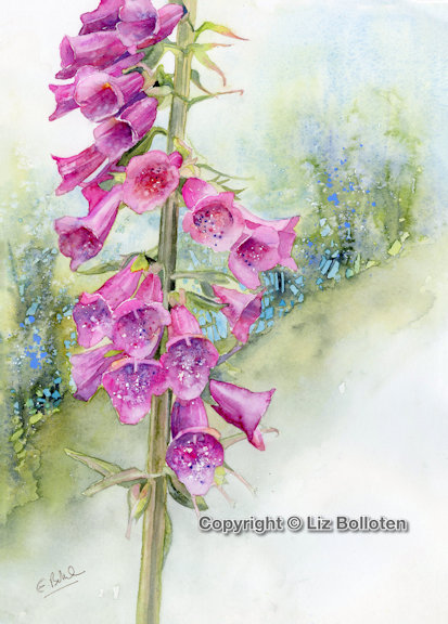 The giant Foxglove